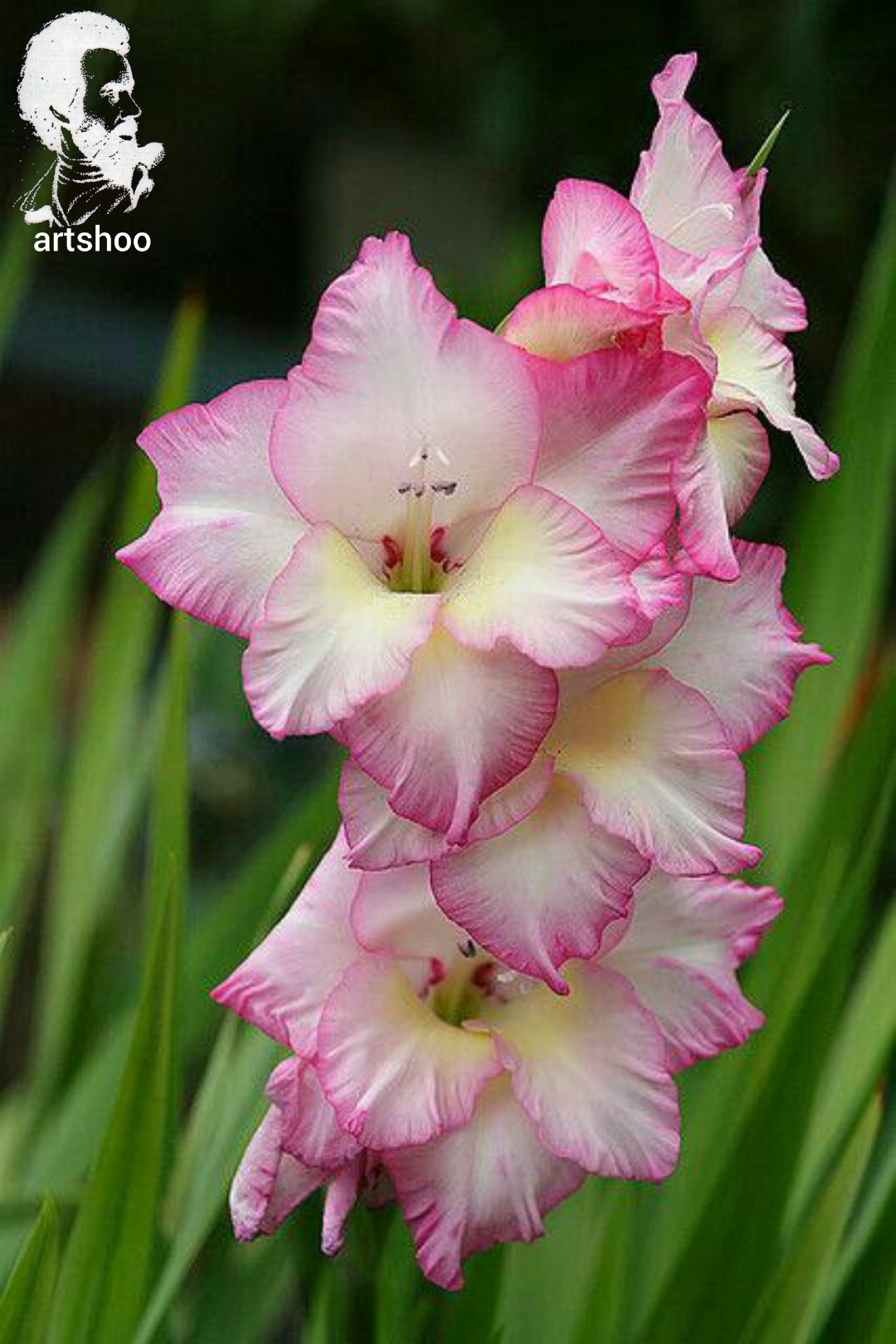 گل اورژینال رنگ روغن